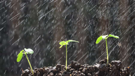Green plant growing with sunlight. nature background    の写真素材