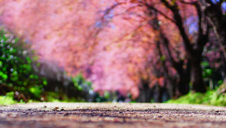Tunnel of pink flower tree, Blurred background                               の写真素材