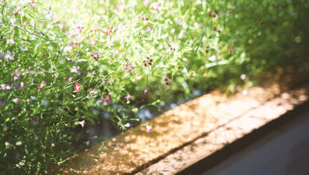 Shiny flower background. Blooming on meadow                                の写真素材