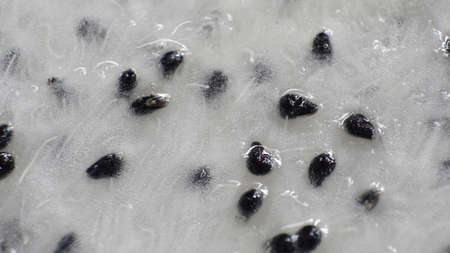 dragon fruit textureの写真素材
