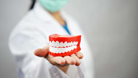 female dentist holding a denture. Dentistry conceptualの写真素材