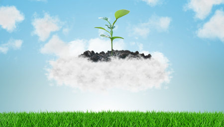 Young plant growing up on cloud. Environmentally friendly concept