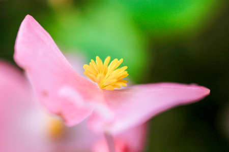 Pink flowers and flowerの写真素材