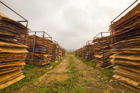 Sun barkの写真素材