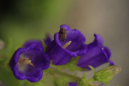 purple flower with beeの写真素材