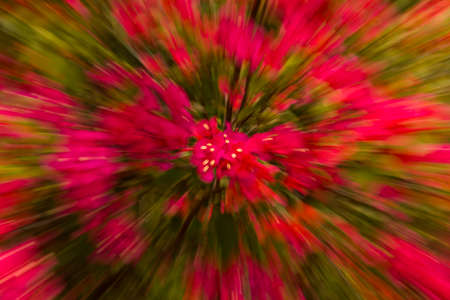 Bougainvillea friedの写真素材