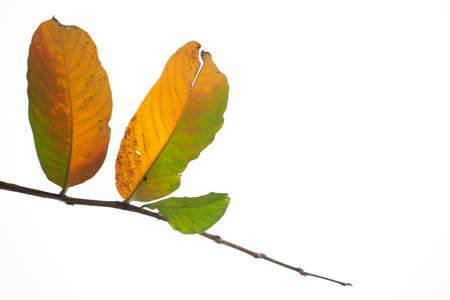 Winter to spring leavesの写真素材