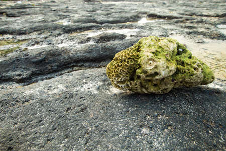 Fossil coralの写真素材