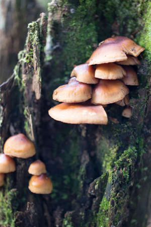 Mushroomの写真素材