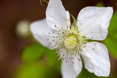 White flowerの写真素材