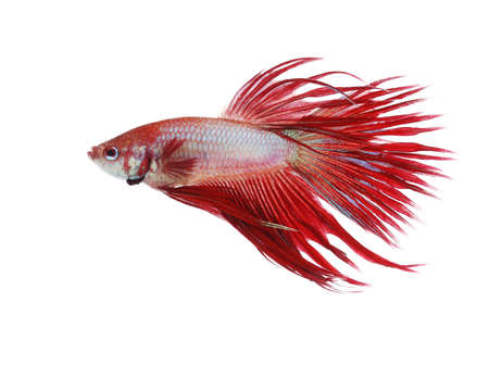 Siamese fighting fish isolated on white background, Crown Tail
Side viewの写真素材