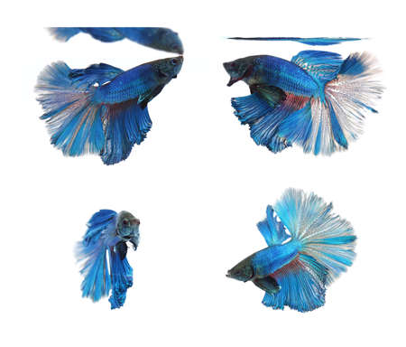 Betta fishes, siamese fighting fish isolated on white backgroundBlue Half Moonの写真素材