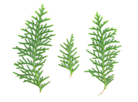 Leaves of pine tree or Oriental Arborvitae , Scientific Name:Thuja Orientalis , on white background