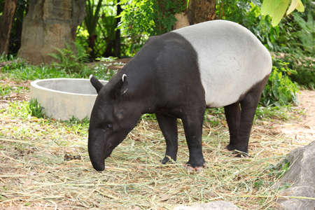 Adult malayan tapir (tapirus indicus) の写真素材