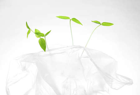 Young mung bean sprouts in white plastic bagの写真素材