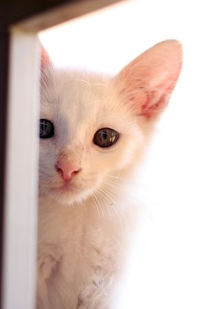 kittenの写真素材