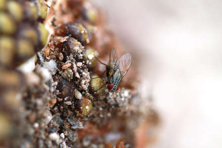 fly enjoying rotten jackfruitの写真素材