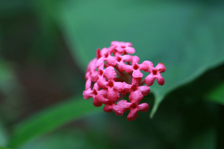 Lantana Camara in pick color