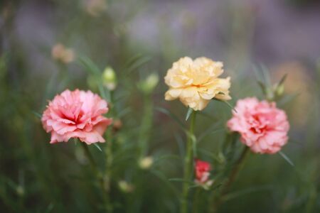 3 moss rosesの写真素材