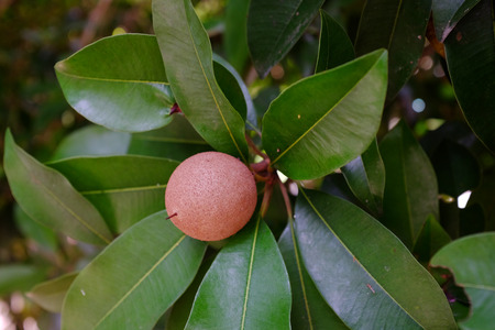 Sapodilla, is a tree native to southern Mexico, Central America and the Caribbean.の写真素材