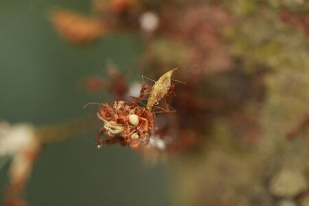 Ant on namnam fruit flower
