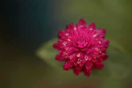 Globe Amaranth