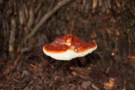 Wild lingzhi mushroom found on coconut tree root