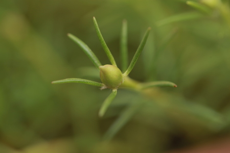Moss Rose flower bud with bokeh backgroundの写真素材