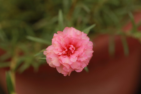 Pink Moss Rose blooms in the morning