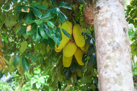 Jack fruit hanging on the tree in the orchard. Pictured at Malaysia, South East Asia.