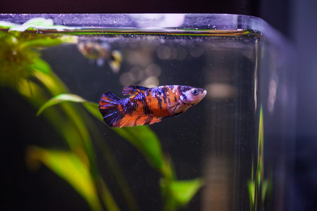 A female betta splendens in an aquarium. Its main color is orange with little bit of blue, black,...