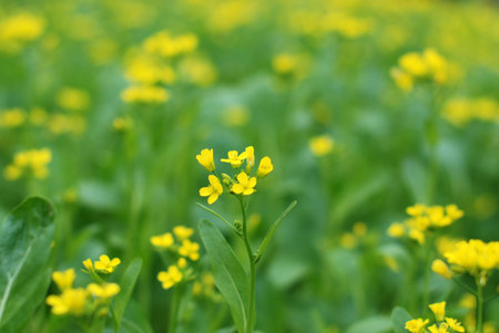 cauliflowerの写真素材