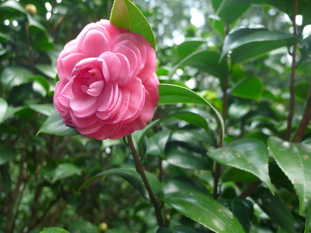 Close up of a flowerの写真素材