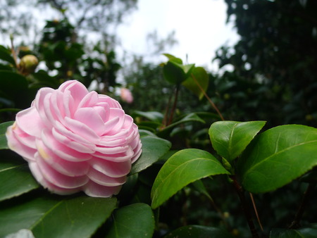 Close up of a flowerの写真素材