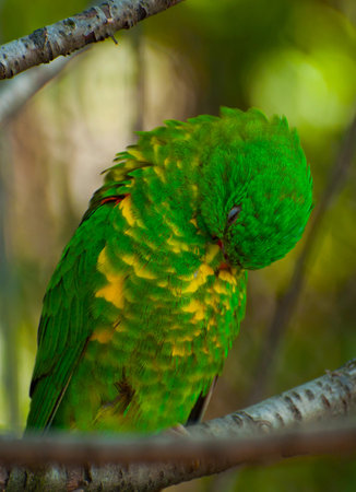 Exotic parrot
