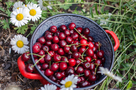 Wildflowers daisies and various berries in the garden in a red pot