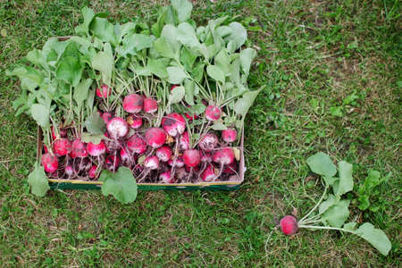 Freshly Picked Pink Garden Radishes, dirty organic radishの写真素材