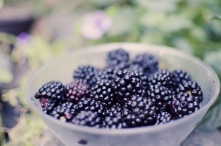 Freshly picked blackberry fruit on the terrace on a sunny autumn dayの写真素材