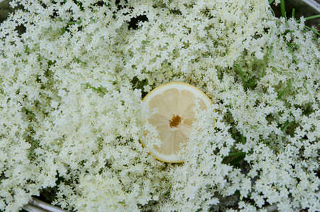 preparation of elderberry juice ingredients of elderflower and lemon, preparation on the old tableの写真素材