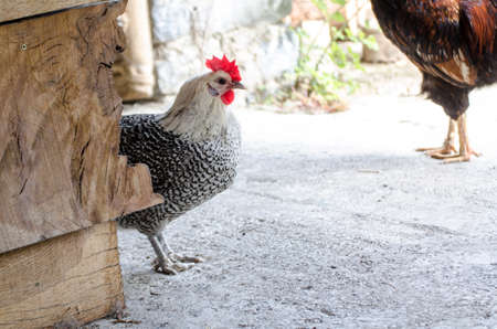 Black and white big rooster, bright head, one hen, during summer dayの写真素材