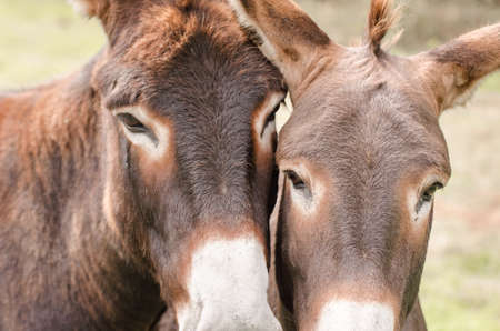 girl cleans the hooves of a brown horse inside the stable, cleaning after horseback ridingの写真素材