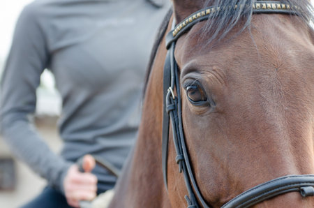 girl cleans the hooves of a brown horse inside the stable, cleaning after horseback riding