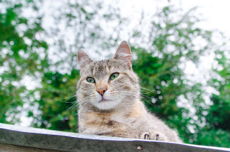 one tabby cat in the garden, green background, outdoorsの写真素材