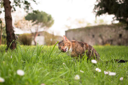 one tabby cat in the garden, green background, outdoorsの写真素材