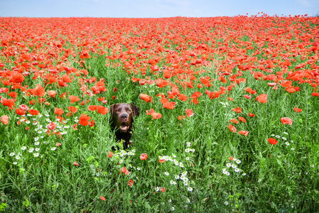 chocolate labrador retriever in a field of red poppies, summer time