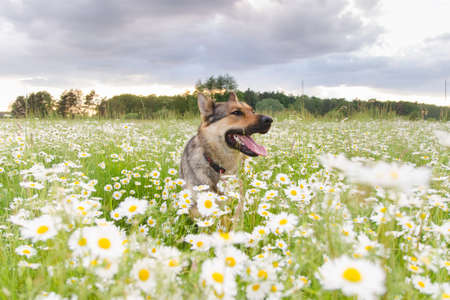 Dog on a walk in the summer on a green meadow with wild white daisies, Alsatian enjoys a summer meadow full of daisiesの写真素材