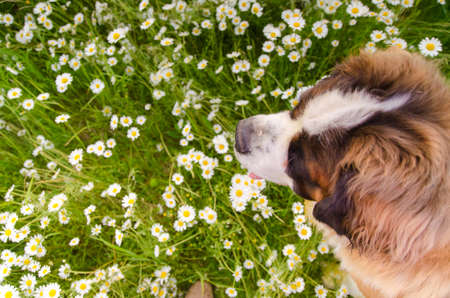 Dog on a walk in the summer on a green meadow with wild white daisies, Bernardine dog enjoys a summer meadow full of daisiesの写真素材
