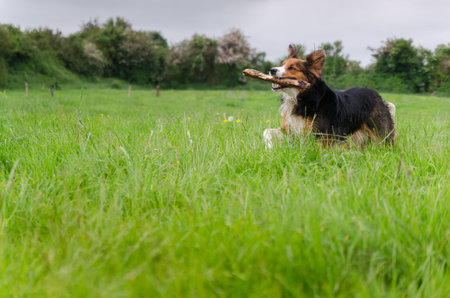 sheepdog Standing on Field with Tongue Out in Ireland. Happy Black and White and Ginger Dog Between...