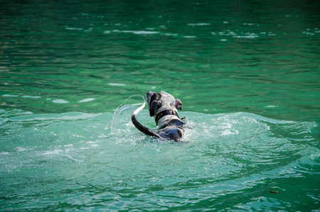 A dog of black and white color, a breed of Pointer swim in the lake. Thoroughbred domestic dogs.の写真素材