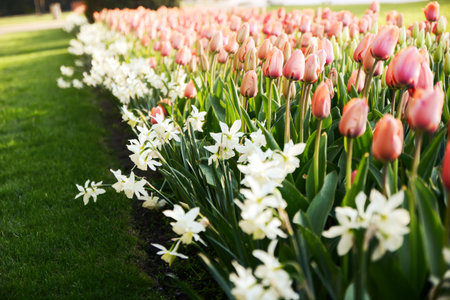 beautiful pink and white tulips flower bed in the green spring garden, park